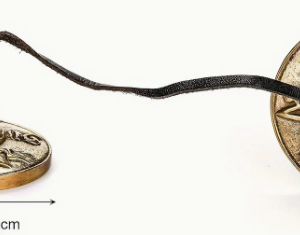 Cloches Tibétaines – Image 3